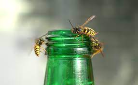 Difficile de faire plus simple que ce répulsif 1 naturel pour éloigner les guêpes et abeilles. Comment Fabriquer Un Piege A Guepes Efficace