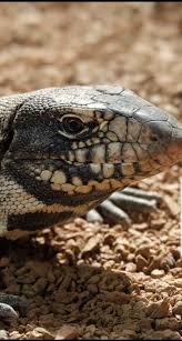 Pin By Wynona Carter On Animal Pics Frogs Toads Lizards Etc Animals Beautiful Frog And Toad Animal Pictures