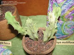 Image result for Ceropegia multiflora