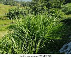 Image result for Cenchrus purpureus