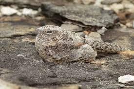 Image result for Pycreus nitidus