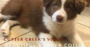 Border Collie Puppy For Sale In Wills Point Tx Adn 28457 On Puppyfinder Com Gender Fem Border Collie Puppies For Sale Border Collie Puppies Puppies For Sale