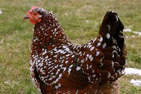 We did not find results for: Speckled Sussex 10 Weeks Bird Breeds Chicken Breeds Sussex Chicken