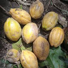 Image result for Vasconcellea pubescens