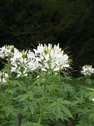 Pin On Cleome