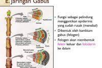 Pertumbuhan penebalan zat gabus pada. Pita Kaspari Adalah