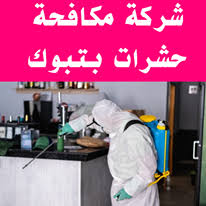 شركة مكافحة حشرات بتبوك 0504545835 لا مثيل للأسعار مكافحه بق الفراش والصراصير والفئران