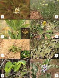 Image result for Rubiaceae