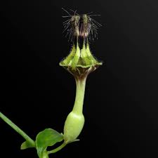 Image result for Ceropegia circinata