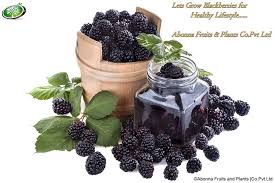 Strengthen the immune system blackberries are rich in antioxidants that help boost your immunity. Blackberry Plants In India Home Facebook