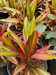 Image result for Tricalysia kivuensis