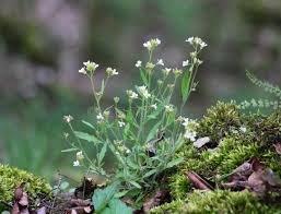 Image result for Nolletia arenosa