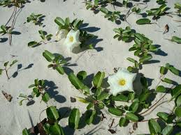Image result for Ipomoea stolonifera