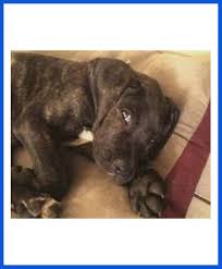 The presa canario is thought to be a cross between the naive breed and the mastiff. Presa Canario Dog Puppy For Sale Poddarkennel Call 9810871734