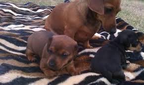 How much do miniature dachshund puppies cost? Akc Registered Miniature Dachshund Puppies For Sale In Lebanon Tennessee Classified Americanlisted Com