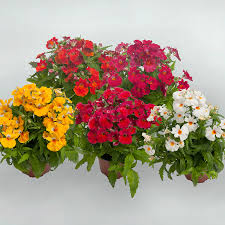 Image result for Nemesia