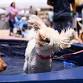 Paws on PenFed Plaza: A pet event