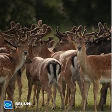 Ii►nacionalni park brijuni knjiga je u dobrom stanju. Unberuhrte Natur Der Schonen Inseln Brijuni Nationalpark