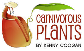 Image result for Nesaea spathulata