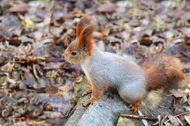 How can i prevent squirrels from getting into my attic? 2021 Squirrel Removal Cost Average Cost Of Squirrel Removal