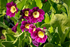 Image result for Primula x pubescens