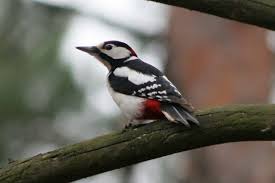 Great spotted woodpeckers are around 25cms in length, they have sturdy dark bills and strengthened tail feathers. Great Spotted Woodpecker Birds Of Germany Inaturalist