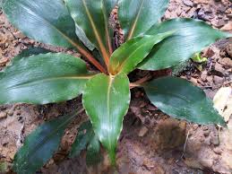Image result for Chlorophytum galpinii