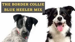 Border collie x kelpie pups. Information About The Blue Heeler Border Collie Mix Youtube