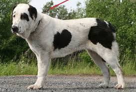 sredneaziatskaya ovcharka alabaj foto i opisanie porody ovcharka sobaki akita