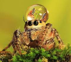 Even If You Have Arachnophobia Don T Be Too Quick To Close This Page Yet Jumping Spiders Have Got To Be The Cutest Spiders Of A Jumping Spider Spider Animals