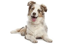 We pride ourselves in raising a few quality registered australian shepherd puppies a year. Australian Shepherd Puppies For Sale In Indiana Adoptapet Com