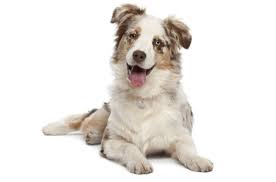 The australian shepherd is an intelligent dog who loves to play & has a thick and slightly wavy coat. Australian Shepherd Puppies For Sale In Colorado Adoptapet Com