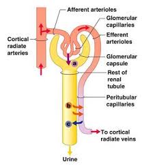 describe the process of urine formation in kidneys