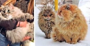 6 Giant Cat Breeds You Will Fall In Love With Cutesypooh Giant Cat Breed Cat Breeds Giant Cat
