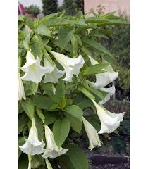 Maybe you would like to learn more about one of these? Durman Vonavy Anjelske Trubky Biele Brugmansia Suaveolens Semena Exoticke Liecive Rastliny