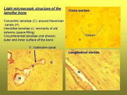 Filopodia from adjacent osteocytes communicate via gap junctions. Histology 1 9 Supportive Tissues Supportive Tissues Are