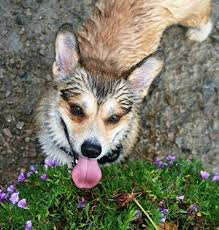 Maybe you would like to learn more about one of these? Sitting Pretty Pet Care Llc Care Com Marietta Oh