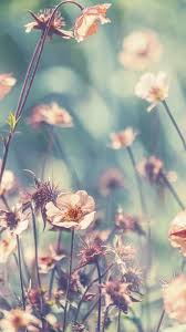 We did not find results for: Phone Wallpaper Of Flowers Phone Wallpaper