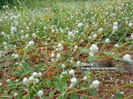 Image result for Alternanthera caracasana