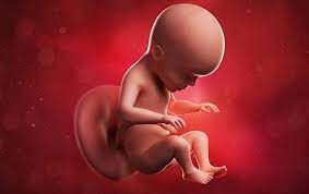 26 Semanas De Embarazo Embarazo Babysitio