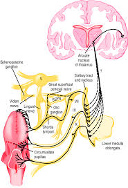 Image result for Taste Sensation