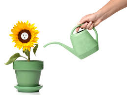 Sonnenblumen sind der inbegriff von sommer und versprühen in jedem garten und auf dem balkon gute laune. Sonnenblumen Saen So Gehen Sie Am Besten Vor