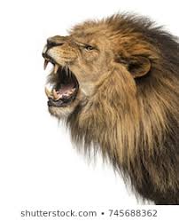 Roaring Lion Png Free Roaring Lion Png Transparent Images 57496 Pngio Large collections of hd transparent lion roaring png images for free download. roaring lion png transparent images