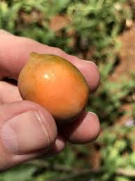 Image result for Garcinia livingstonei