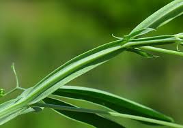 Image result for Lathyrus hirsutus