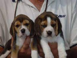 Please contact the breeders below to find beagle puppies for sale in maryland Beagle Puppies For Sale