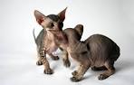 Peterbald • Kioko Cattery