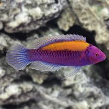 Orange Back Fairy Wrasse 4 5 90gal Easy Saltwater Aquarium Fish Aquarium Fish Marine Aquarium