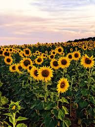 Beautiful Sunflower Field I Wonder Where This Is Summer Sunflower Wallpaper Sunflower Fields Sunflower