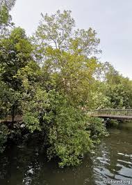 Image result for Xylocarpus